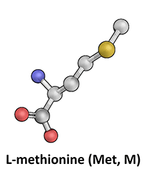 L-Methionine