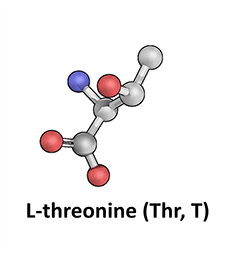 L-Threonine