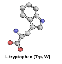 L-Tryptophan
